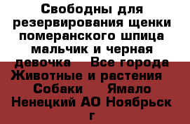 Свободны для резервирования щенки померанского шпица мальчик и черная девочка  - Все города Животные и растения » Собаки   . Ямало-Ненецкий АО,Ноябрьск г.